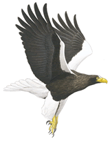 Steller's sea eagle