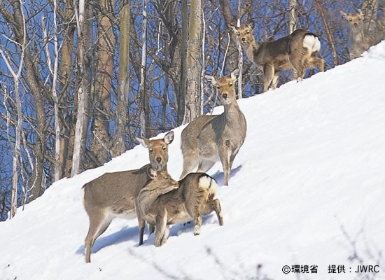 Photograph : Yezo sika deer
