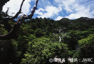 Scrub forests near the mountain's summit