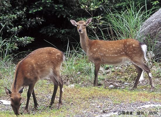 Photograph : Yaku sika deer