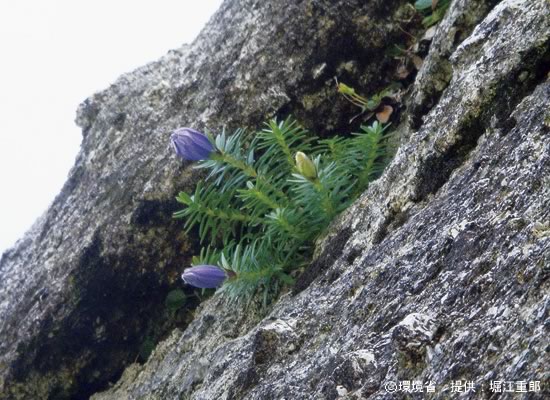 Photograph : Gentiana yakushimensis