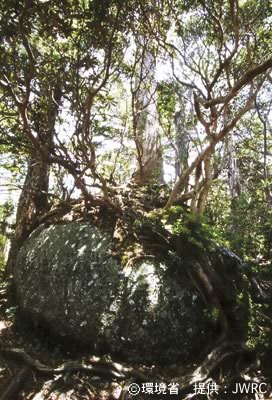 Photograph : Tree roots catching up a rock