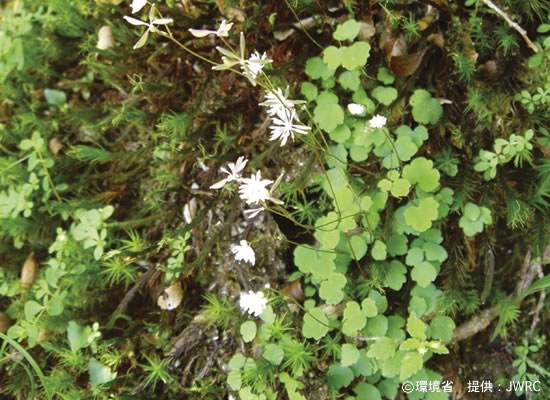 Photograph : Thalictrum
yakusimense