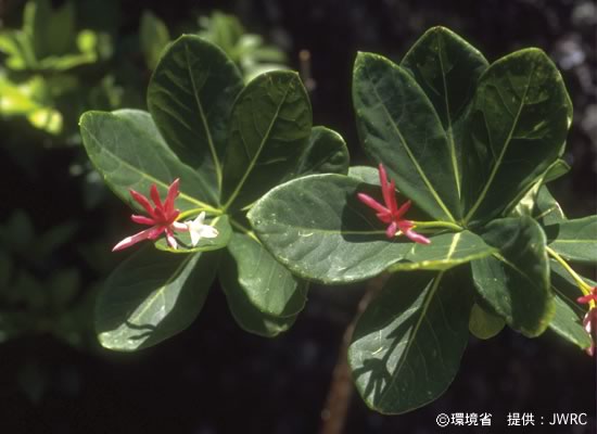 Photograph : Daphnimorpha kudoi