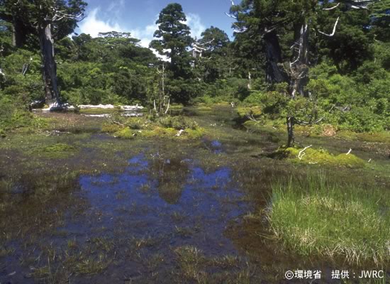 Photograph : Kohananoego (Highland marsh)