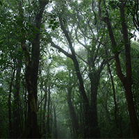 Forêts nuageuses