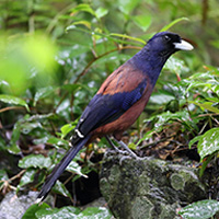 Geai de Lidth (Garrulus lidthi)