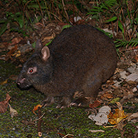 Lapin d’Amami (Pentalagus furnessi)