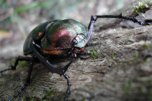 Scarabée aux longues pattes de Yanbaru (Cheirotonus jambar)