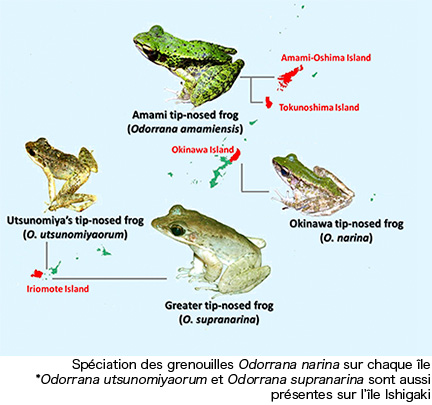 ハナサキガエルの島ごとの種分化