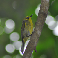 Apalopteron familiare (Bonin white-eye)