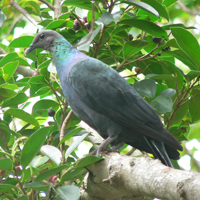 Pigeon ramier du Japon