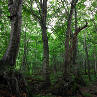 « Dakedai Education Forest »