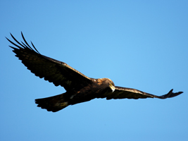 Aigle doré