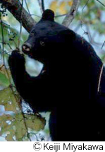 Ours noir d’Asie