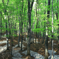 Forêt de hêtres