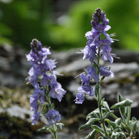 Shirakami-kuwagata (Pseudolysimachion schmidtianum ssp. senanense var. shiragamiense)