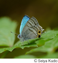 Sibataniozephyrus fujisanus