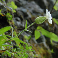 Silene aomorensis