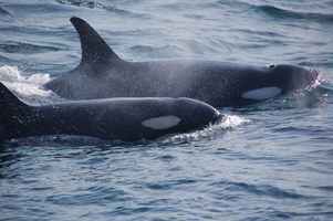 Observation des baleines