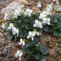 Viola kitamiana