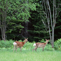 Cerf sika d'Hokkaido (cervus nippon yesoensis)