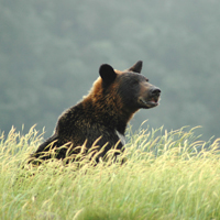 Ours brun