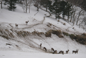 Mesures contre la prolifération des cerfs sika d’Hokkaido