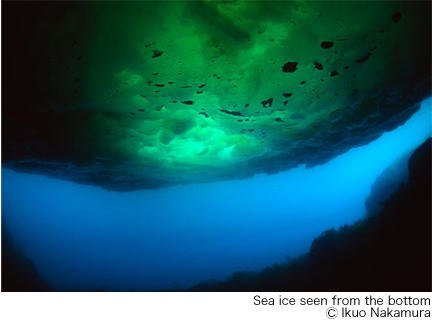 Les glaces marines soutiennent une vie abondante