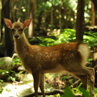 Cerf sika de Yakushima (cervus nippon yakushimae)