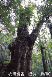 Buddha-sugi