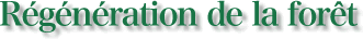 Régénération de la forêt