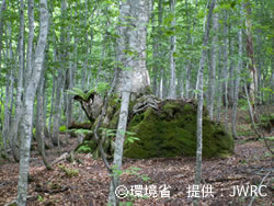 保水力のなぜ？の写真