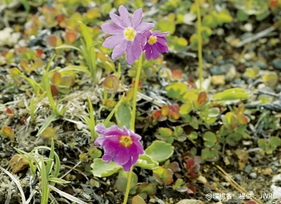 �ʐ^�F�G�]�R�U�N���@Primula cuneifolia