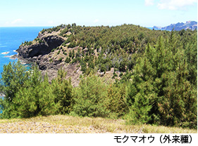 アカギ（外来種）
