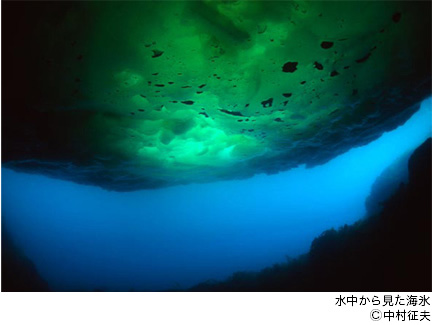 豊かな生命を支える海氷