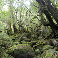 白谷雲水峡（しらたにうんすいきょう）