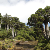 花之江河 小花之江河（はなのえこ こばなのえご）