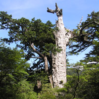紀元杉