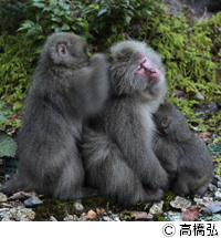 ヤクシマザル