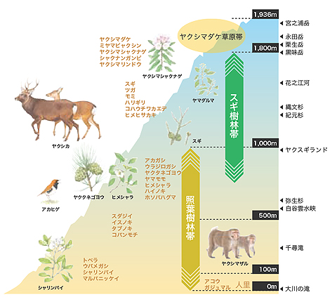 亜熱帯から亜高山帯まで