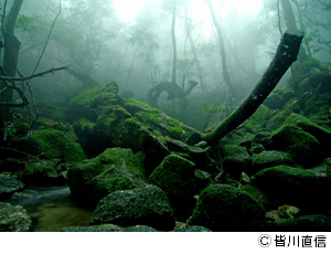 雨に包まれた島