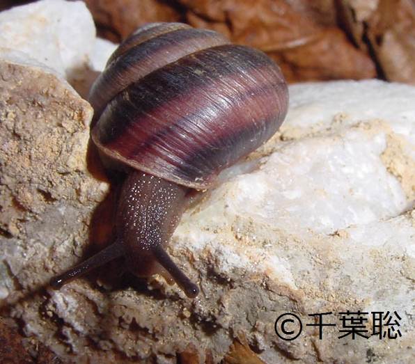 小笠原陸産貝類20種 | 自然環境・生物多様性 | 環境省