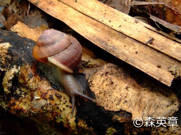 小笠原陸産貝類20種 | 自然環境・生物多様性 | 環境省