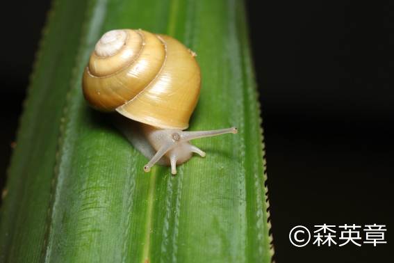小笠原陸産貝類20種 | 自然環境・生物多様性 | 環境省