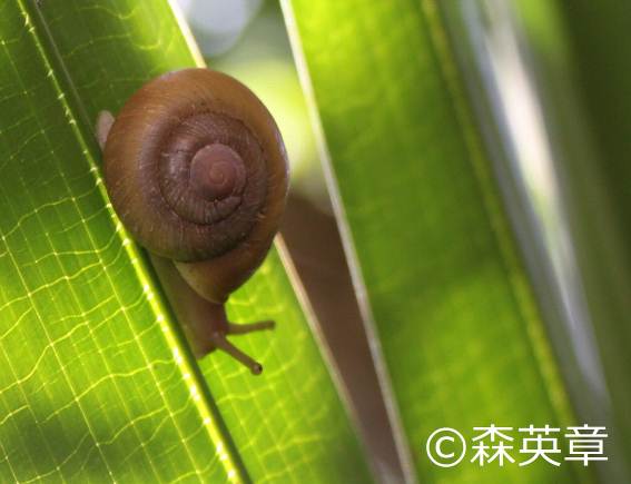 小笠原陸産貝類20種 | 自然環境・生物多様性 | 環境省