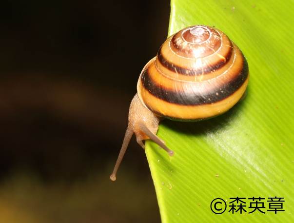 小笠原陸産貝類20種 | 自然環境・生物多様性 | 環境省
