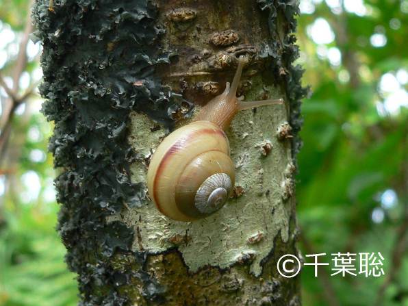 小笠原陸産貝類20種 | 自然環境・生物多様性 | 環境省