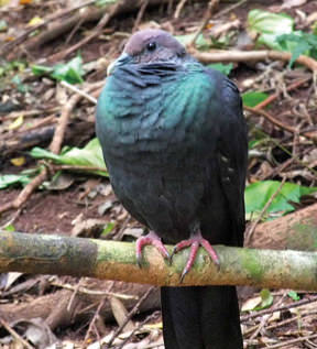 環境省 アカガシラカラスバト