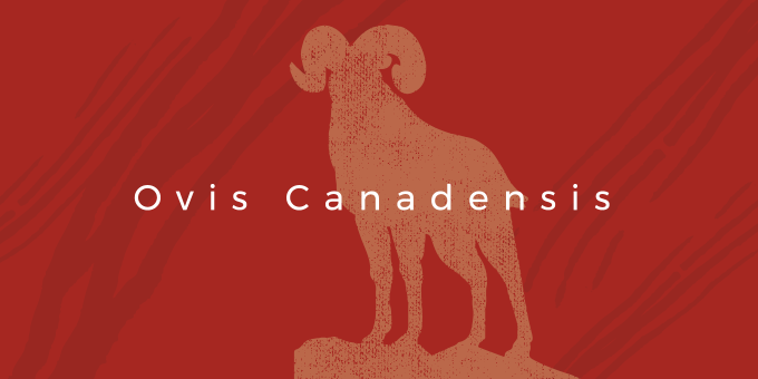 イメージ画像:ビッグホーン Ovis Canadensis